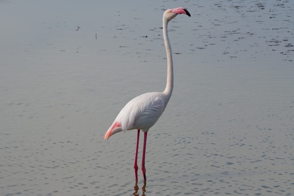 Flamingo - ML646099666