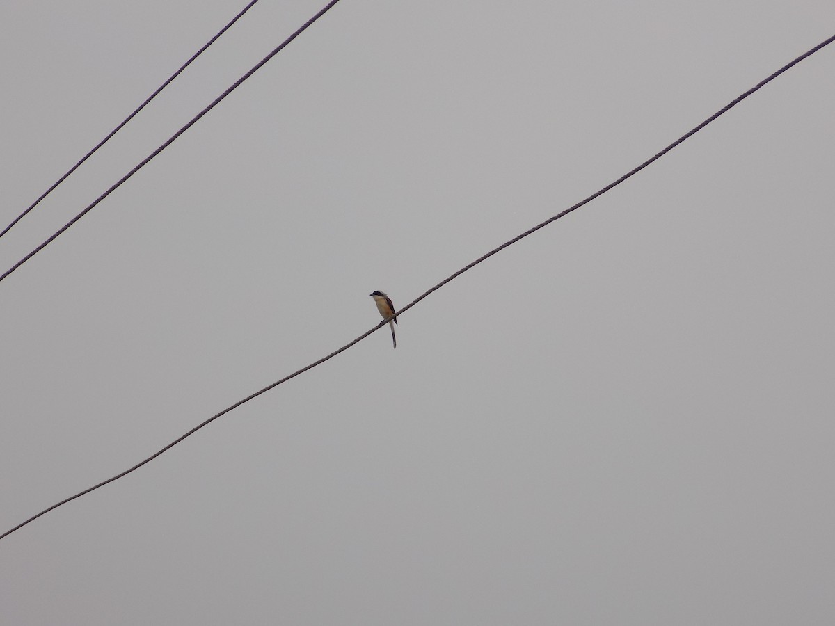 Bay-backed Shrike - ML646099672