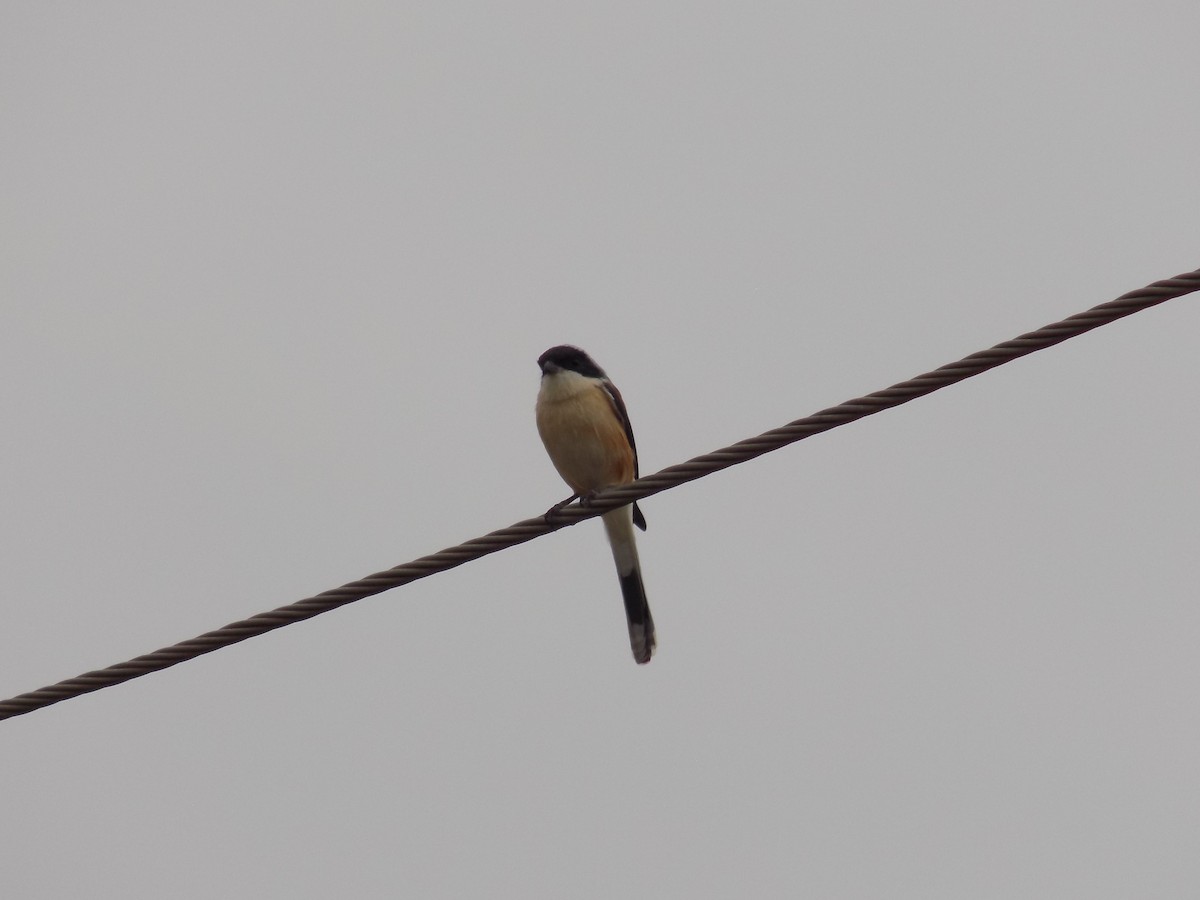 Bay-backed Shrike - ML646099673