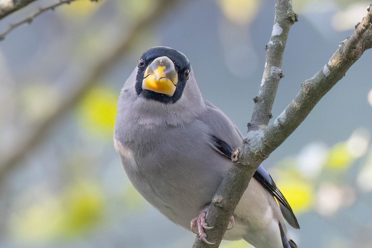 Japanese Grosbeak - ML646099674