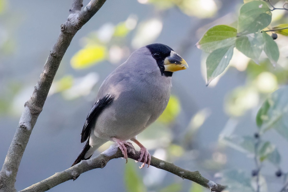 Japanese Grosbeak - ML646099675