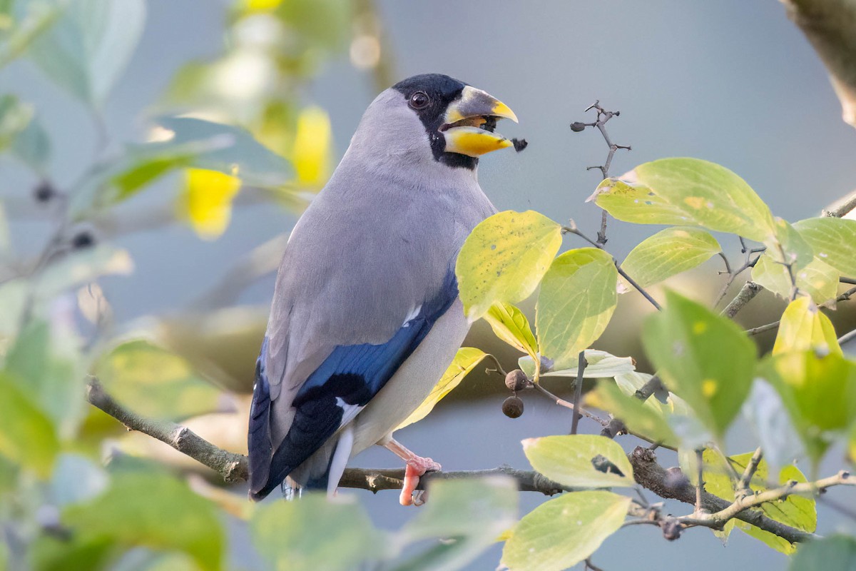 Japanese Grosbeak - ML646099676