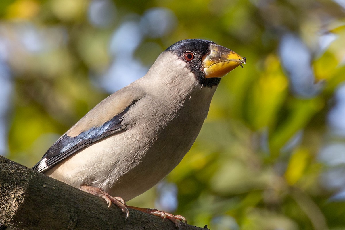 Japanese Grosbeak - ML646099677