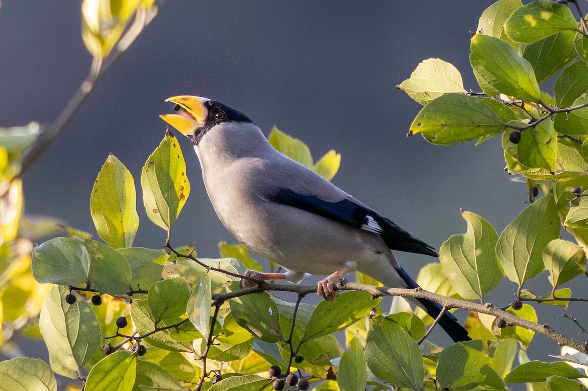 Japanese Grosbeak - ML646099678