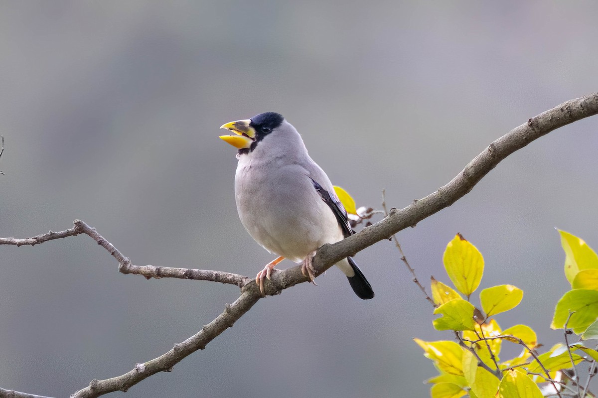 Japanese Grosbeak - ML646099679