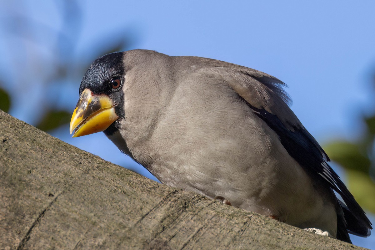 Japanese Grosbeak - ML646099680