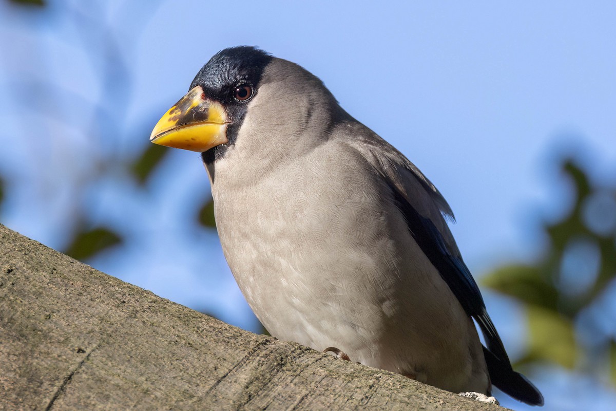 Japanese Grosbeak - ML646099681