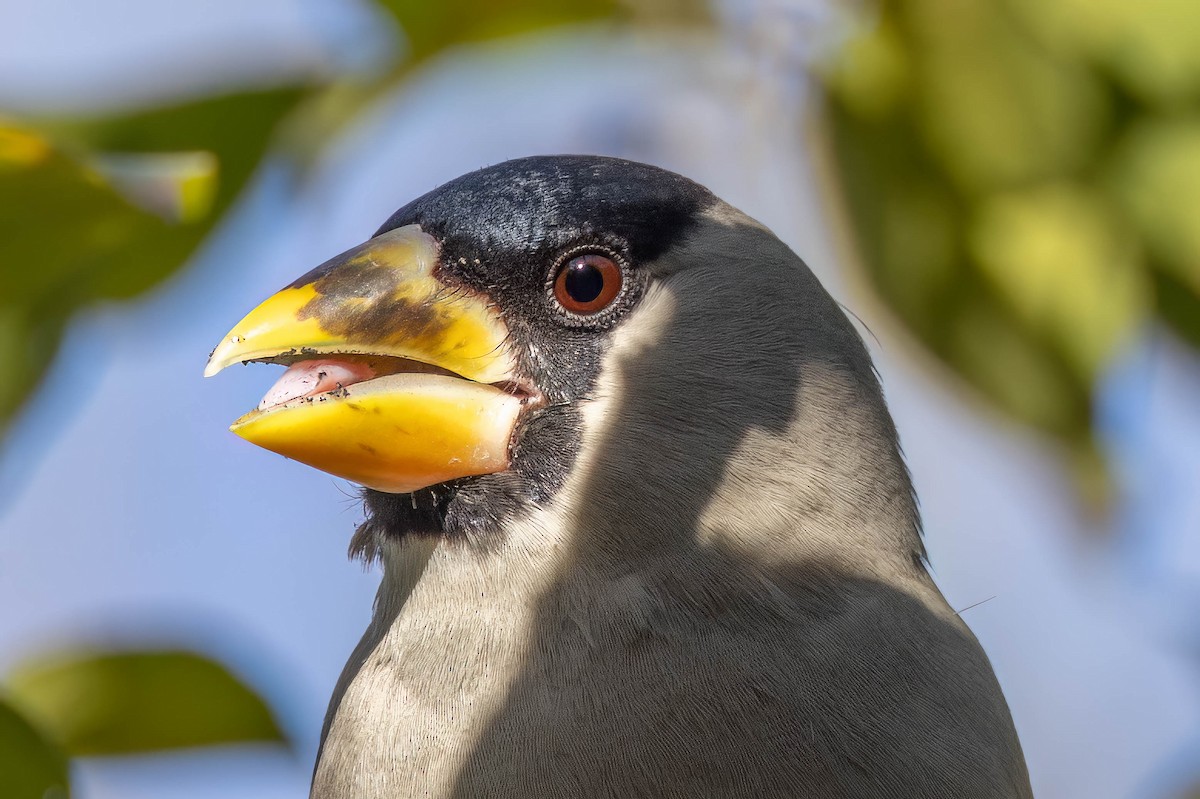 Japanese Grosbeak - ML646099682