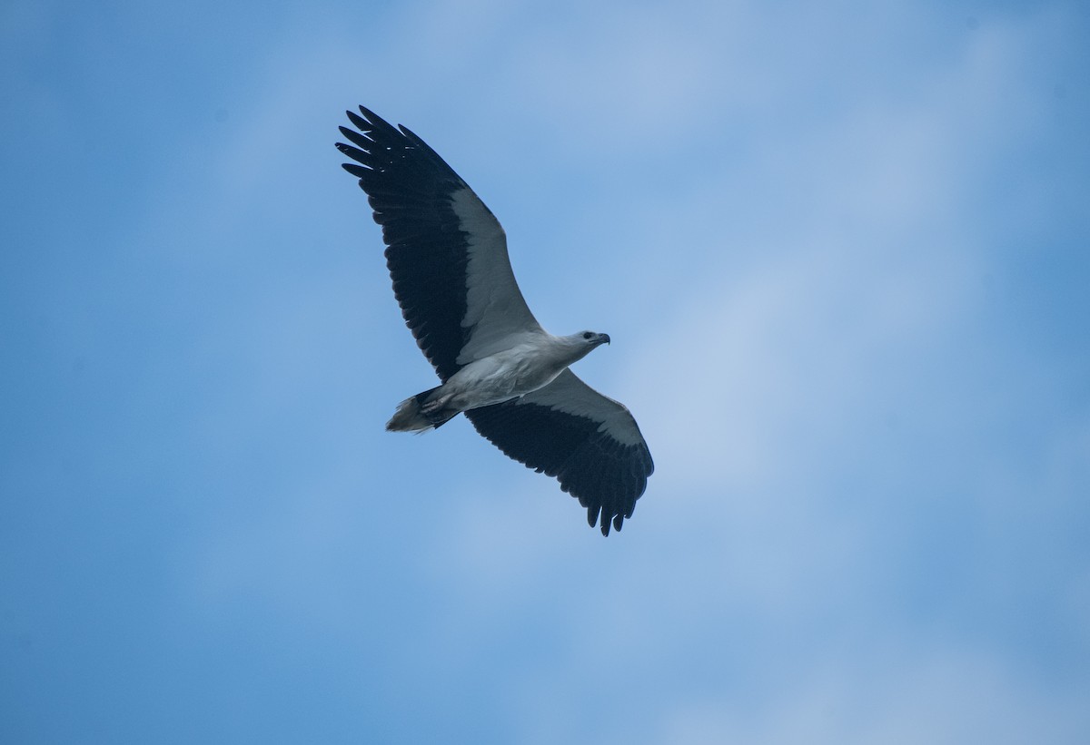 White-bellied Sea-Eagle - ML646099683