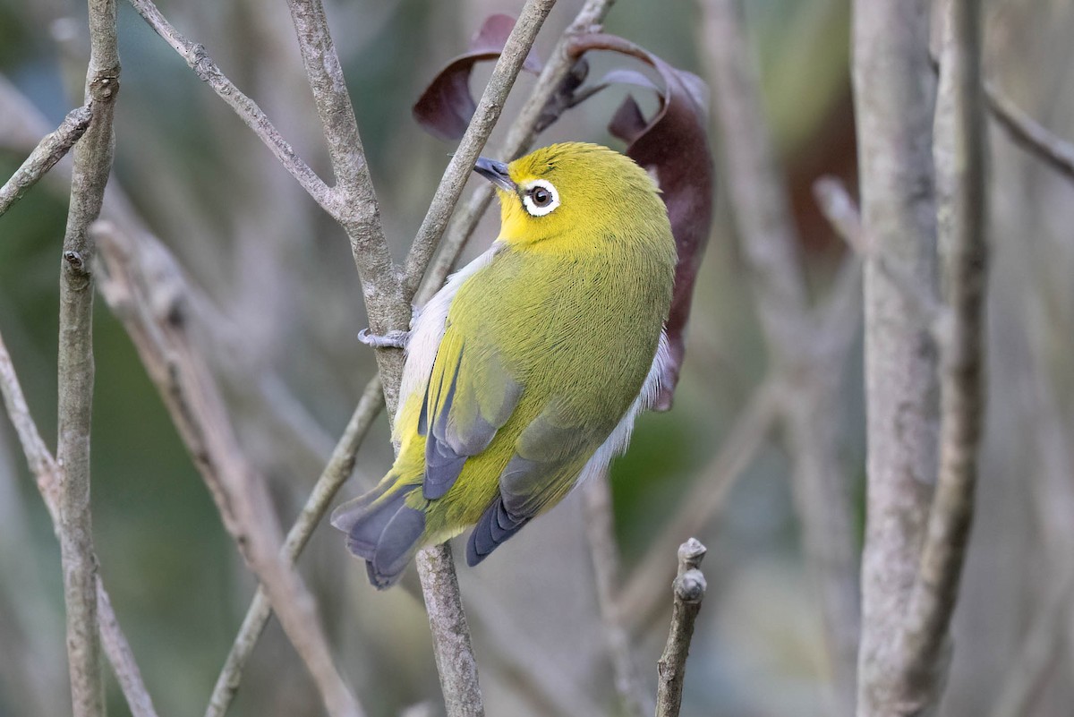 Swinhoe's White-eye - ML646099684
