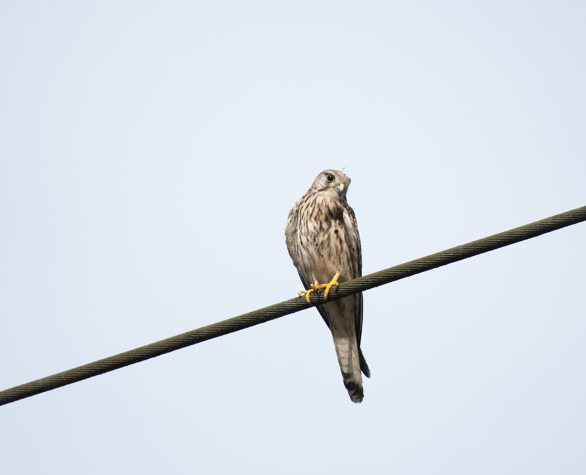 Eurasian Kestrel - ML646099685