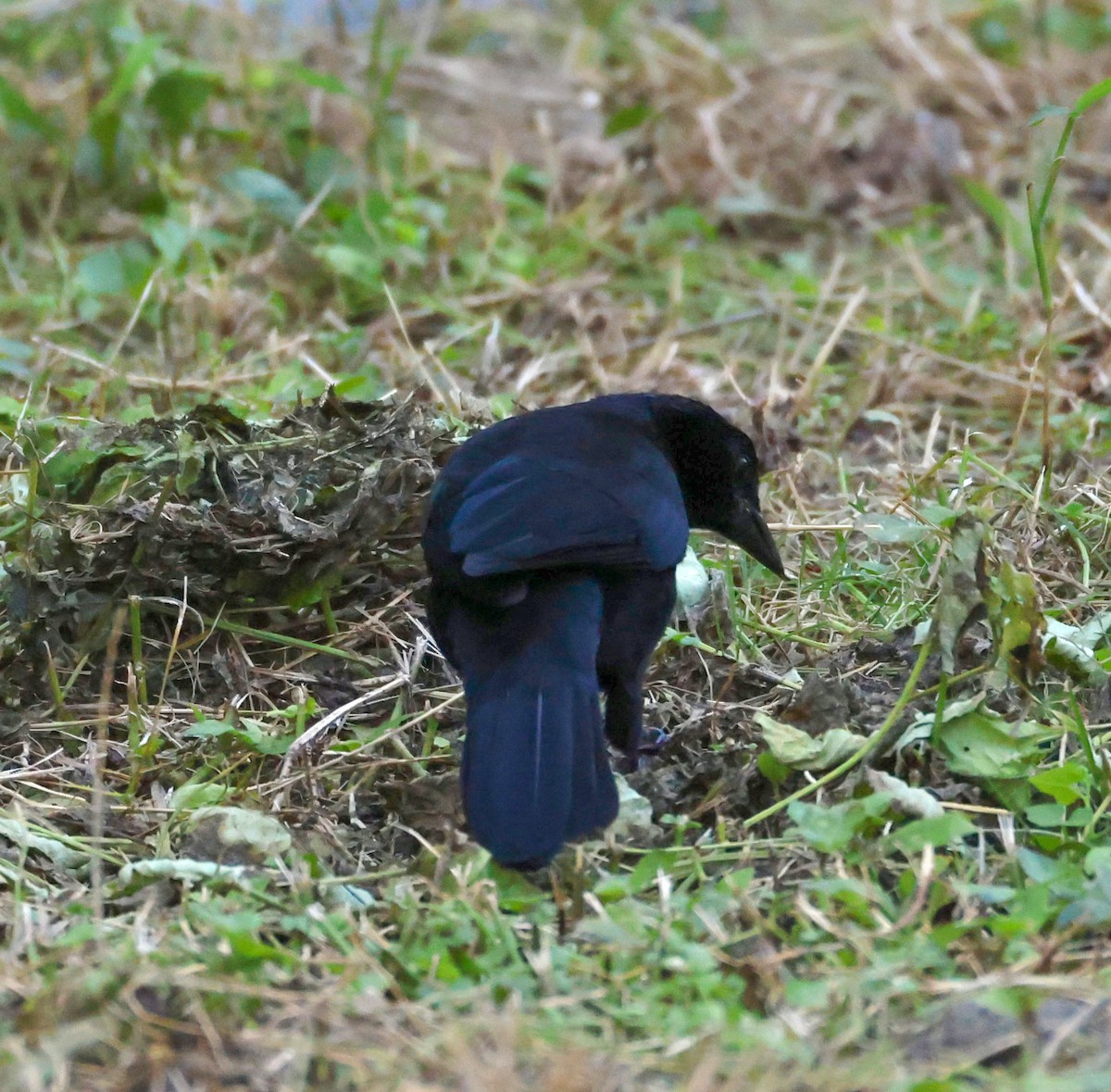 Melodious Blackbird - ML646099686