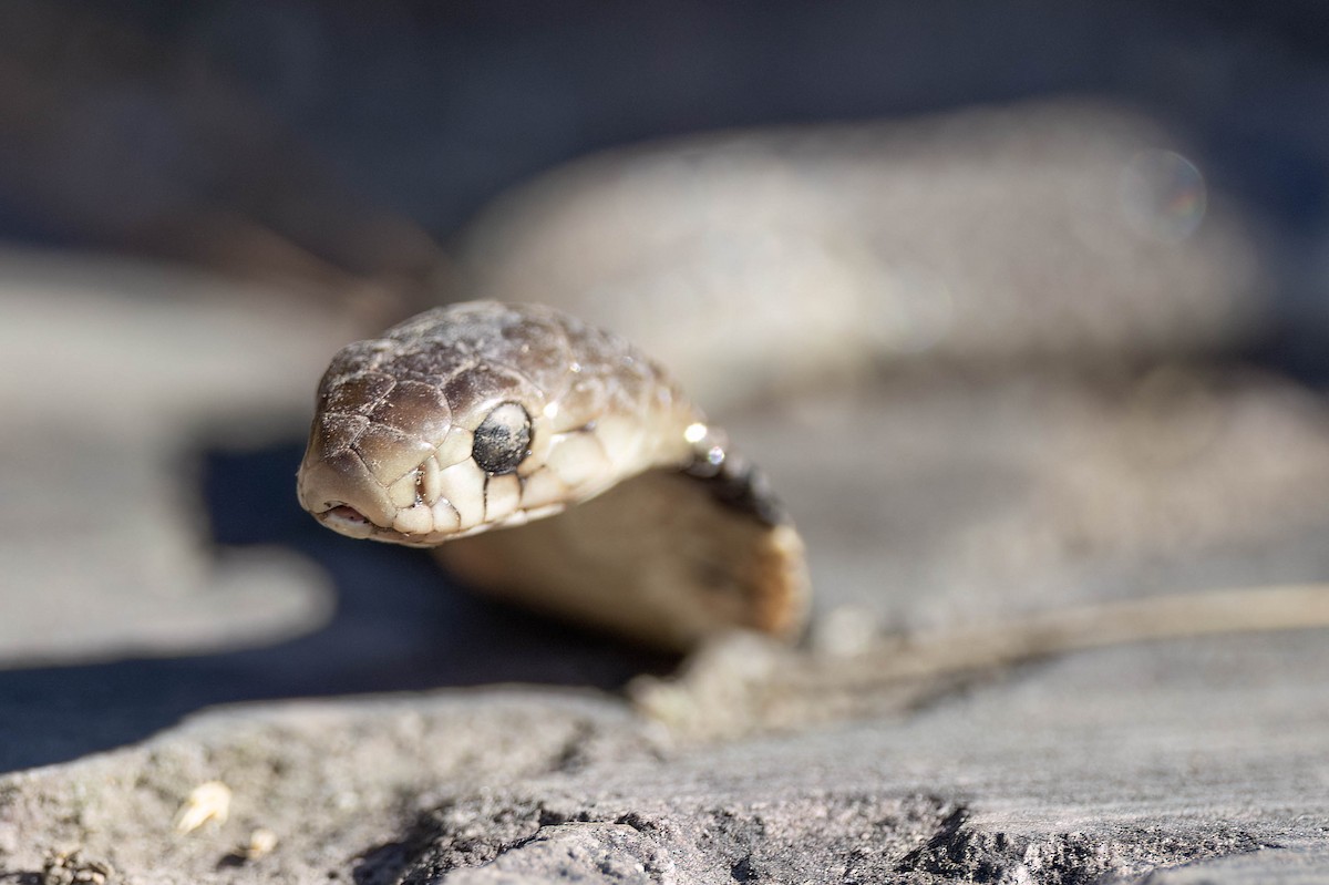 Chinese Cobra - ML646099687