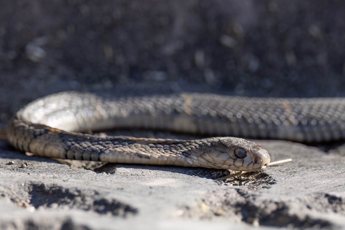 Chinese Cobra - ML646099688