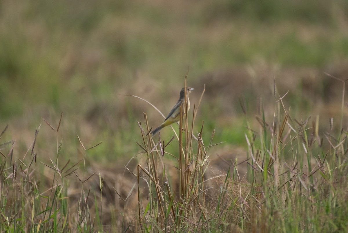 Red-headed Bunting - ML646099689