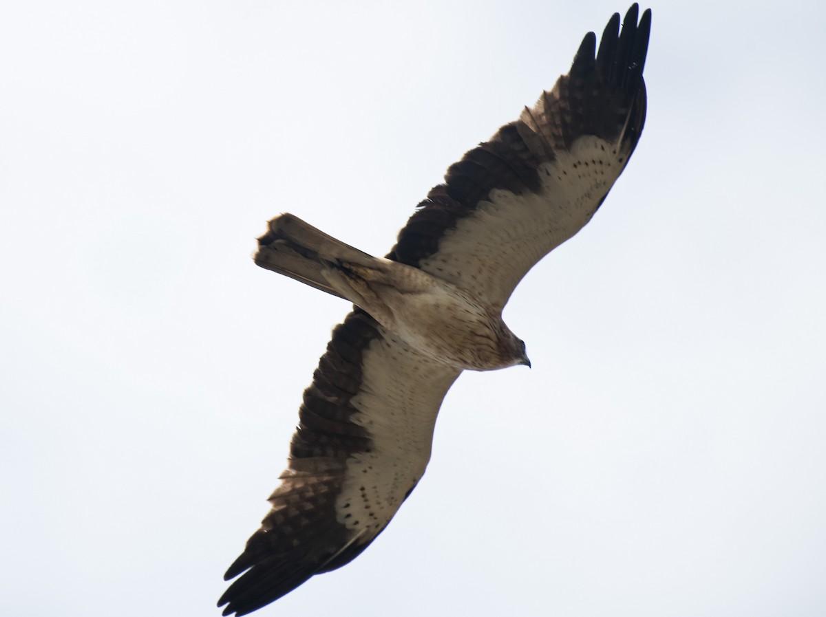 Booted Eagle - ML646099696