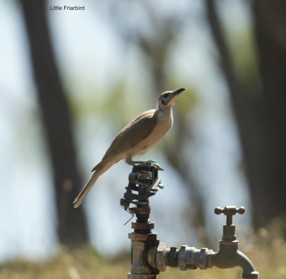 Little Friarbird - ML646099702