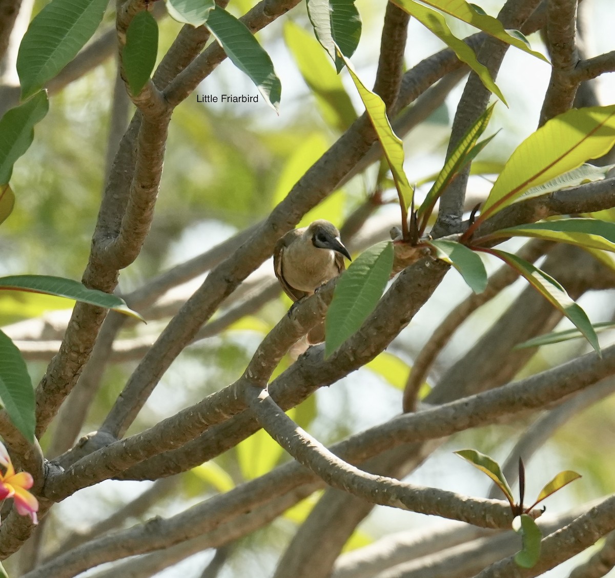 Little Friarbird - ML646099704