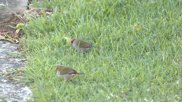 Red-browed Firetail - ML646099706