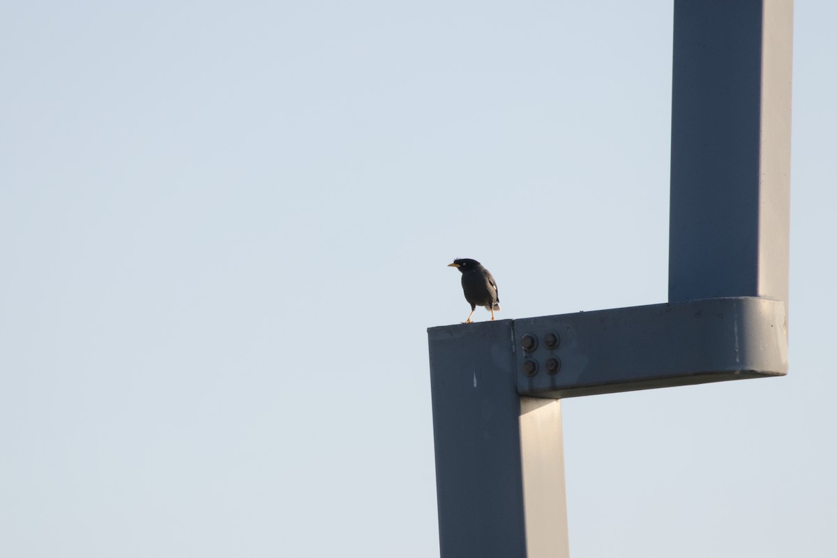 Javan Myna - ML646099711