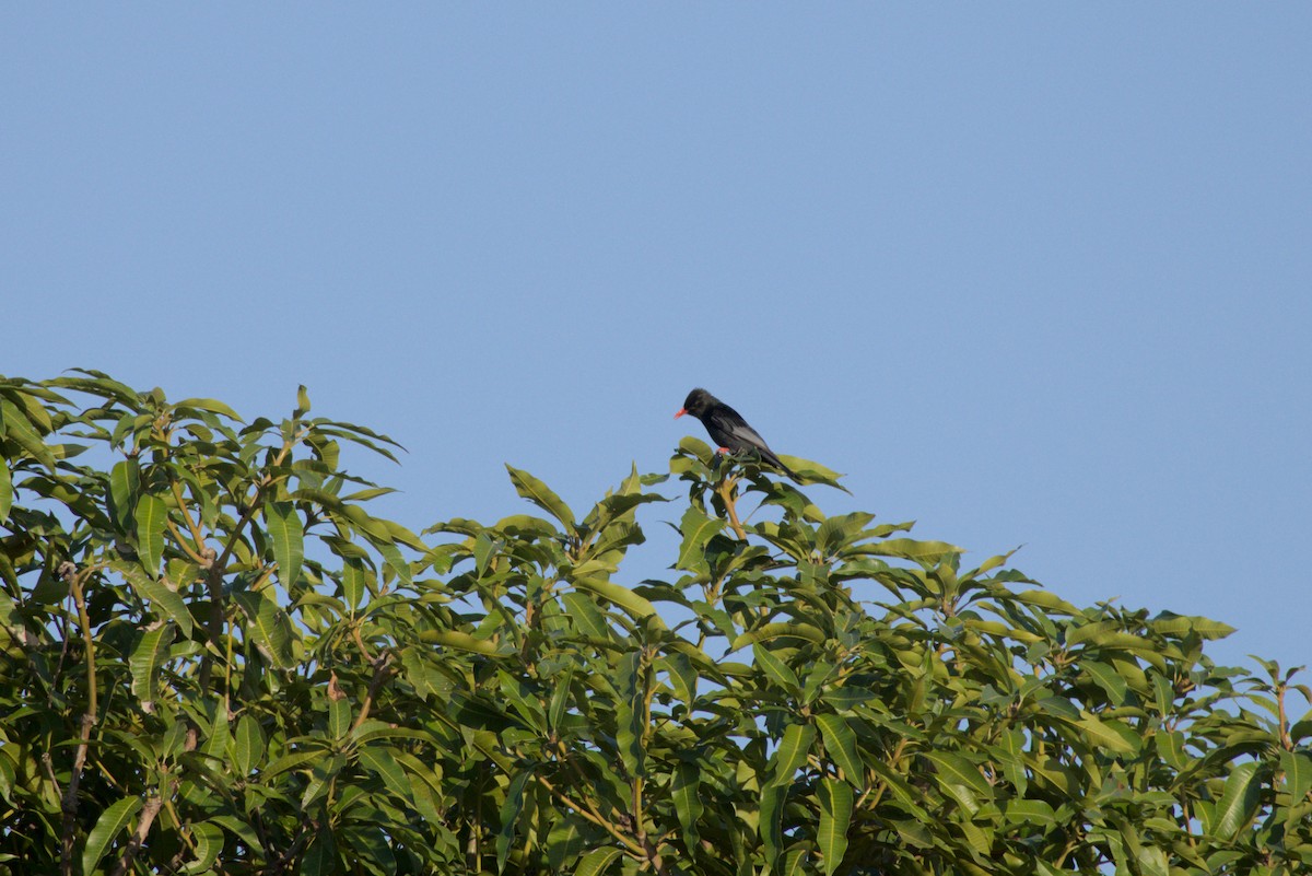 Black Bulbul - ML646099713