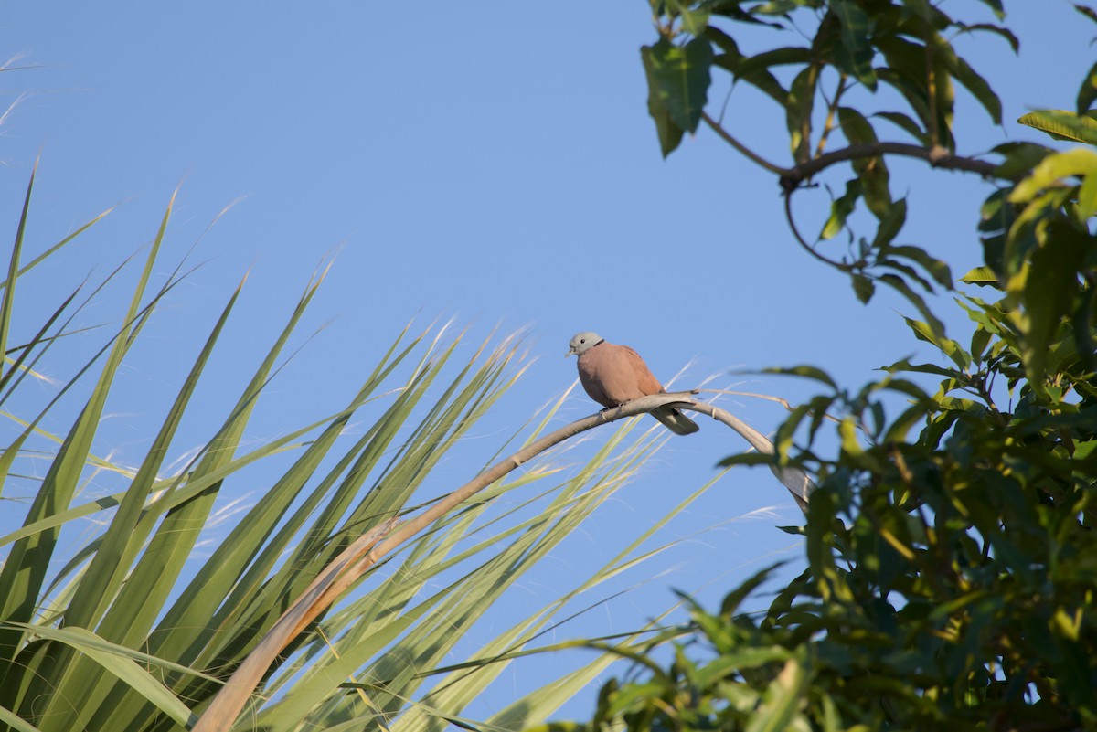 Red Collared-Dove - ML646099714