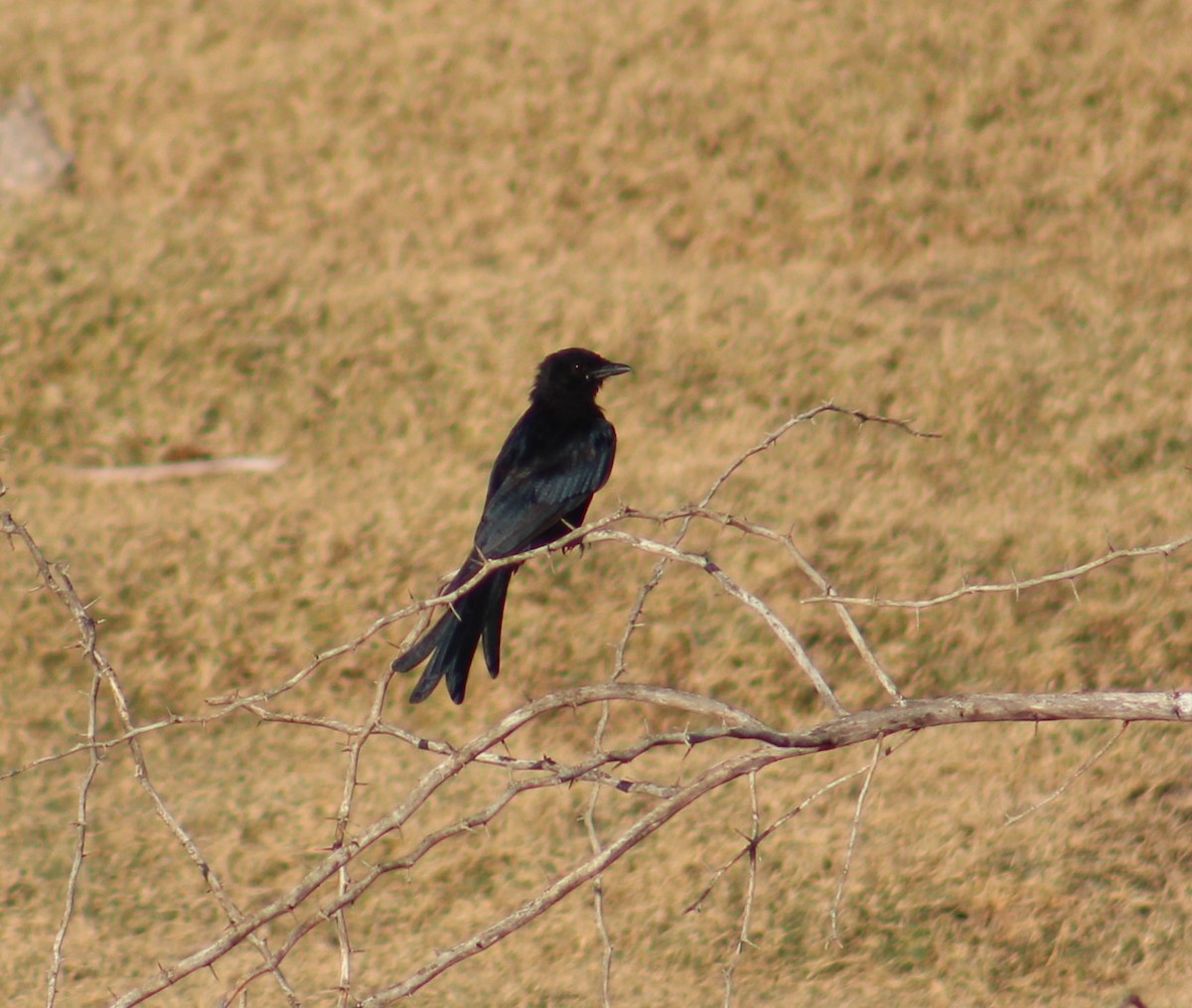 Black Drongo - ML646099715