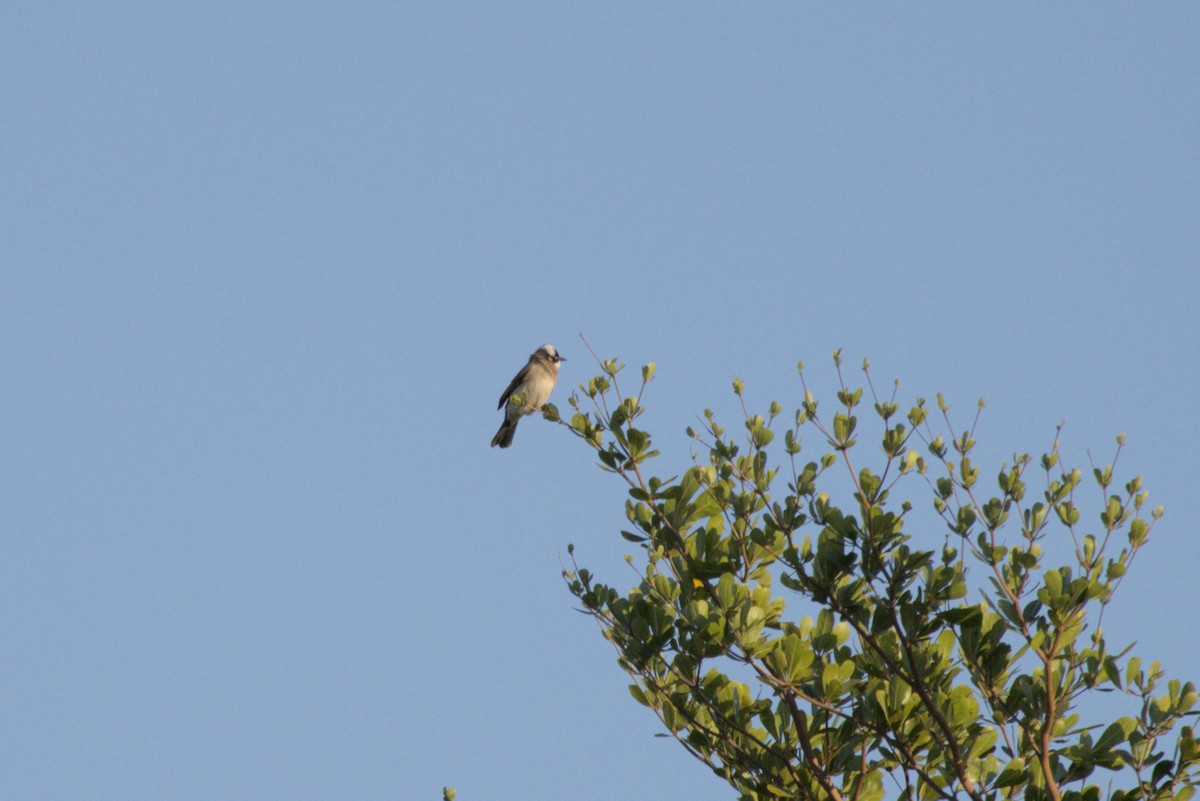 Light-vented Bulbul - ML646099716