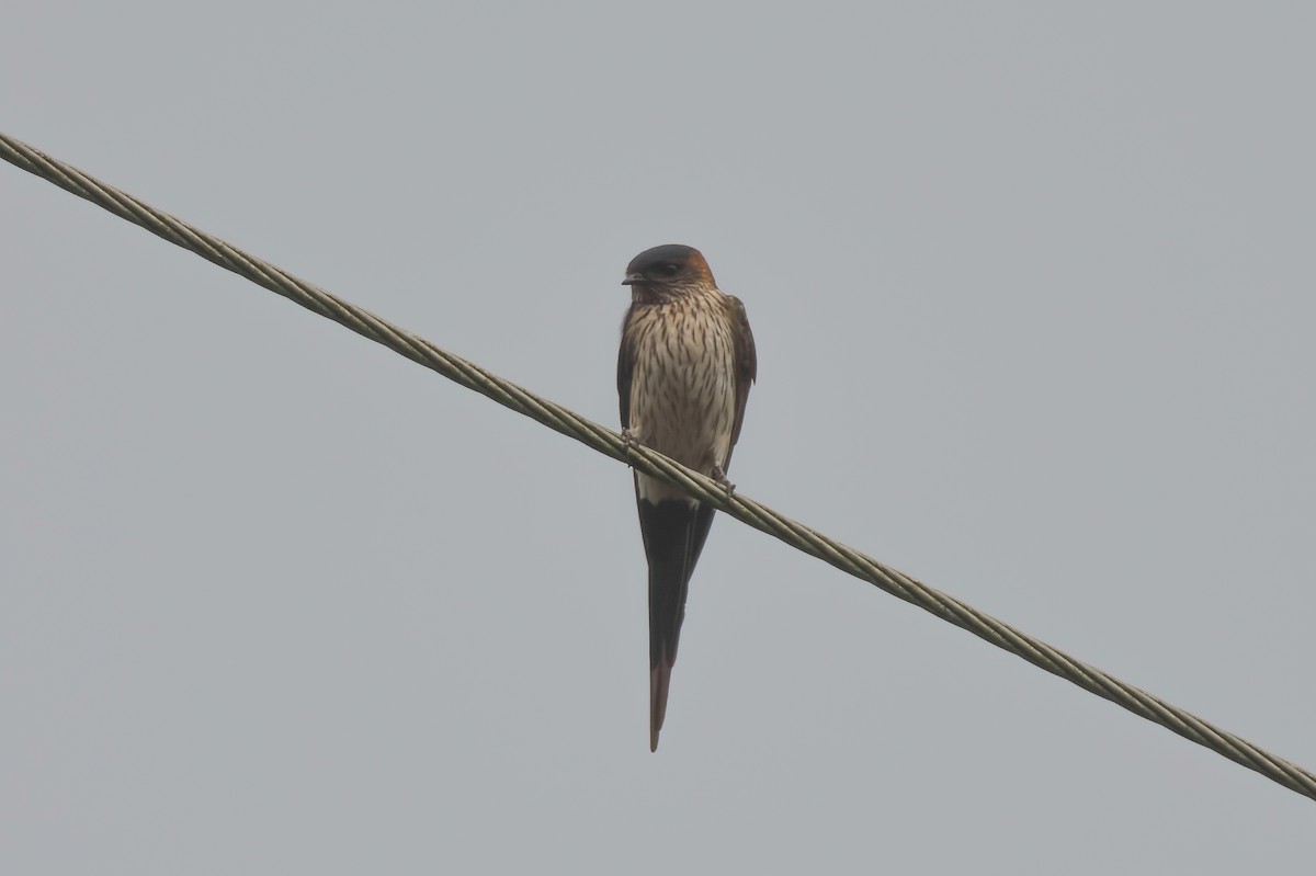 Eastern Red-rumped Swallow (Striated) - ML646099727