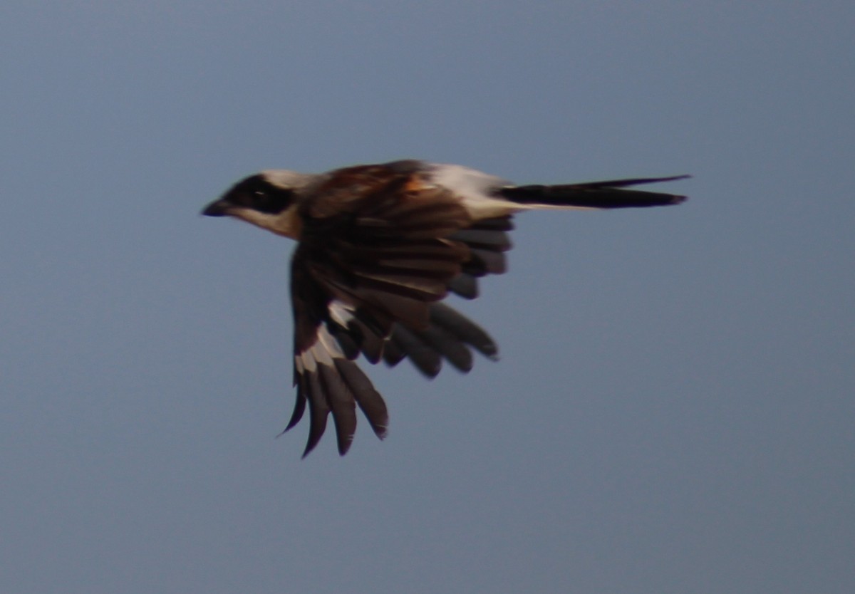 Bay-backed Shrike - ML646099728