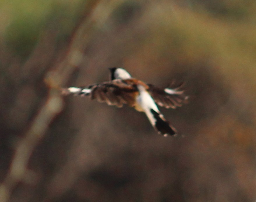 Bay-backed Shrike - ML646099729
