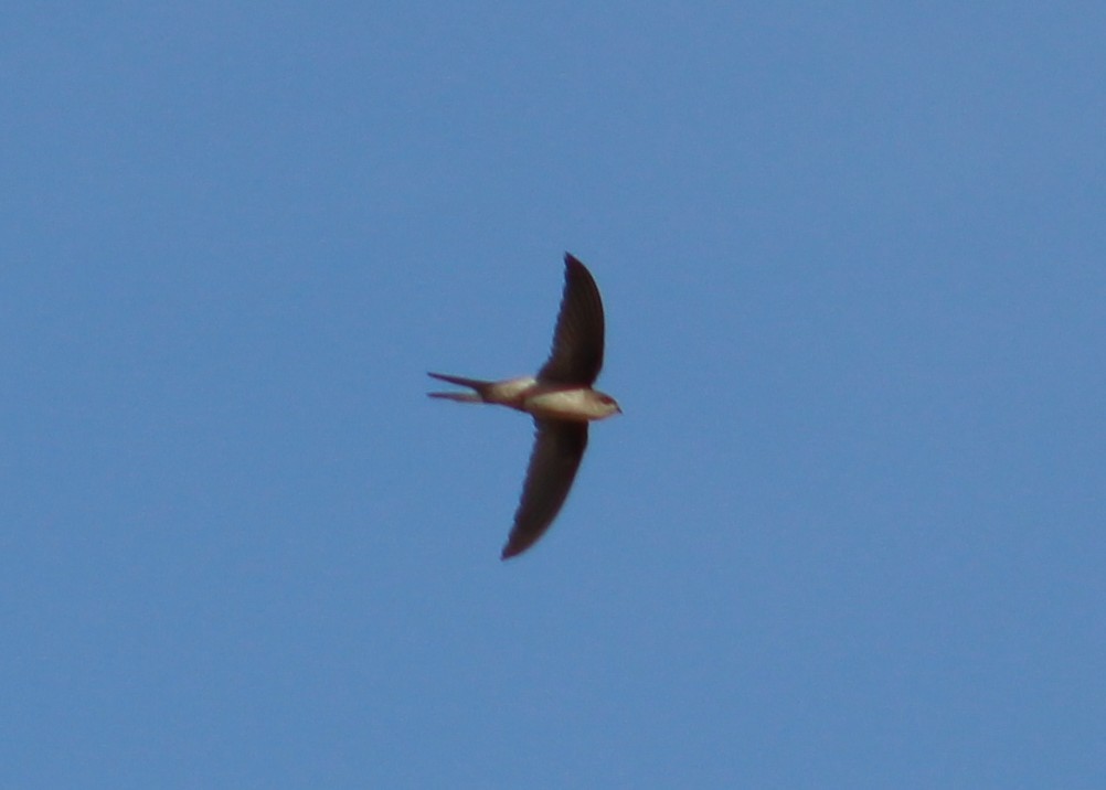 Bengalensegler - ML646099744