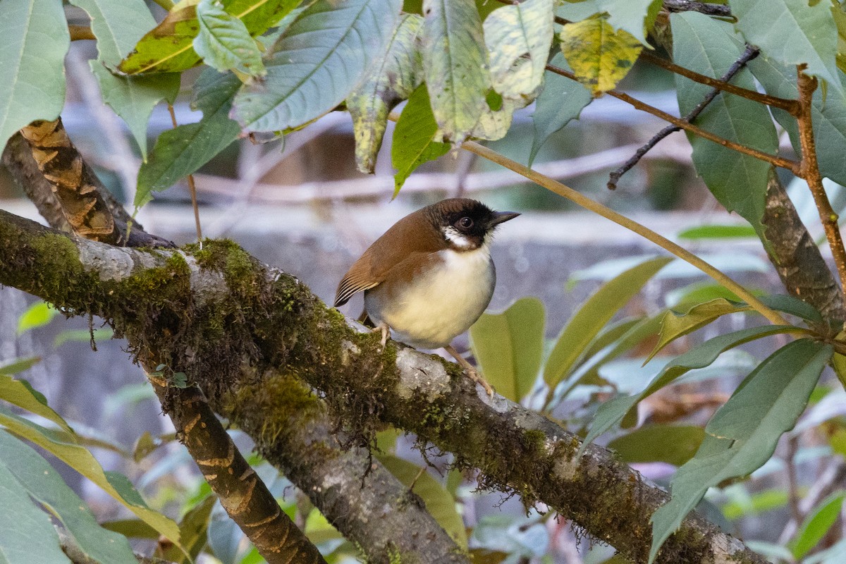 Gray-sided Laughingthrush - ML646099751