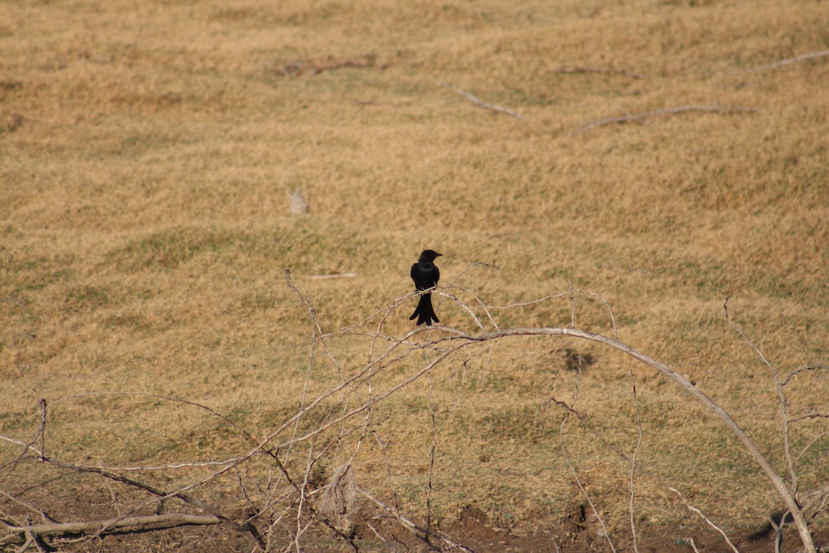 Drongo royal - ML646099762