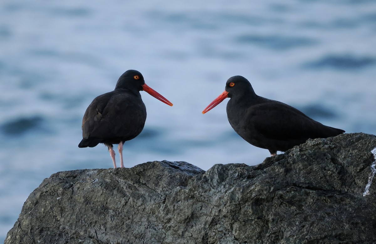 Huîtrier de Bachman - ML646099765