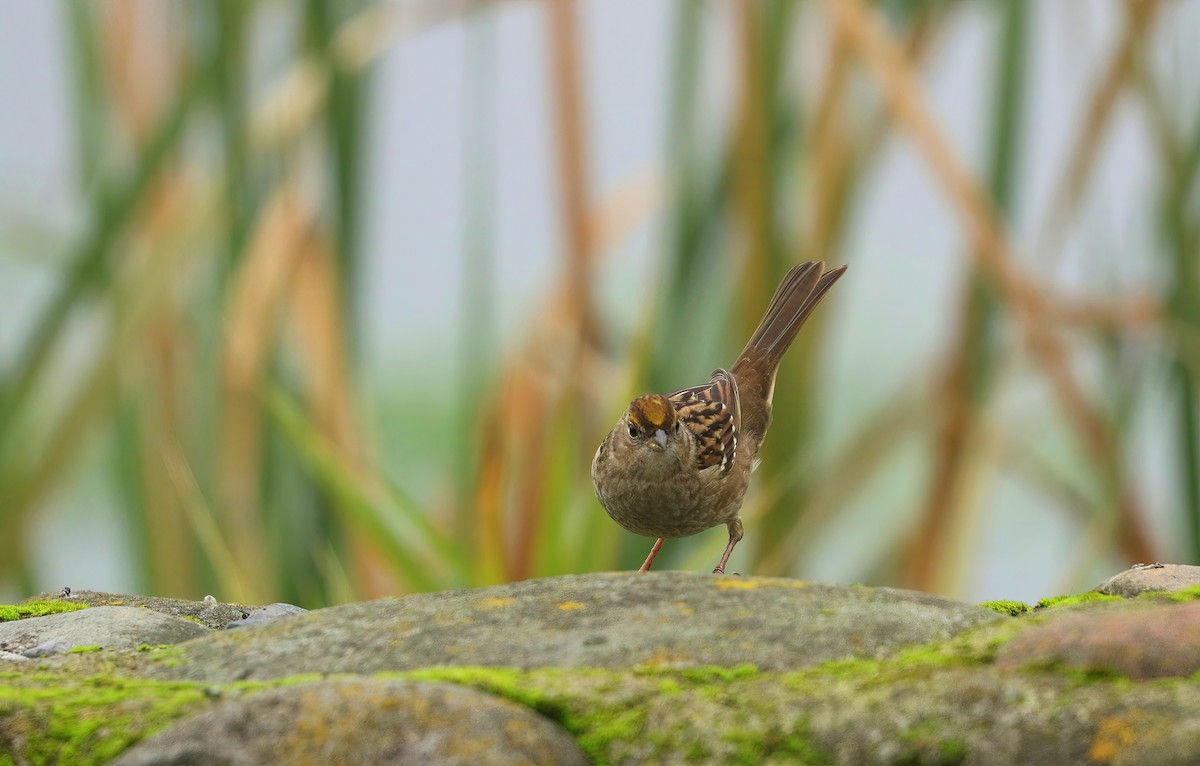 Bruant à couronne dorée - ML646099768