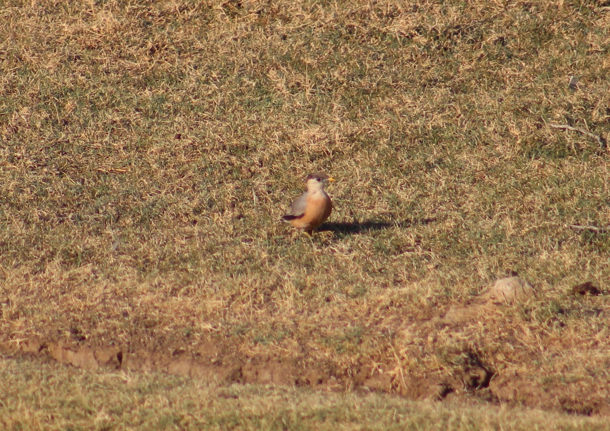 Étourneau des pagodes - ML646099769