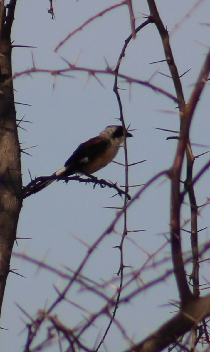 Pie-grièche à bandeau - ML646099774