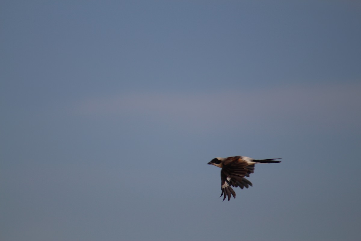 Pie-grièche à bandeau - ML646099775