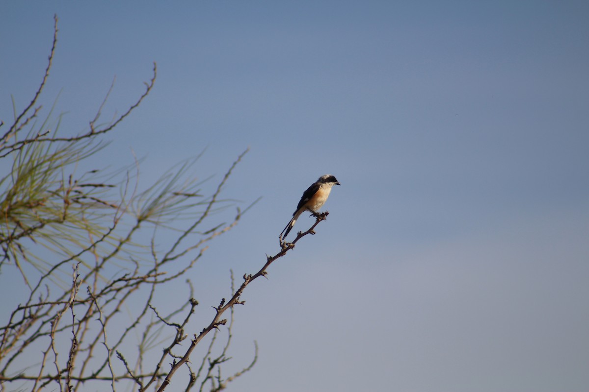 Pie-grièche à bandeau - ML646099776
