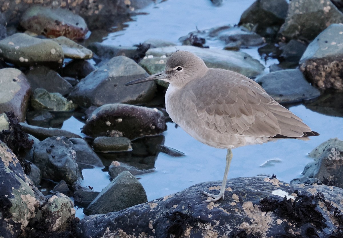 Chevalier semipalmé - ML646099777