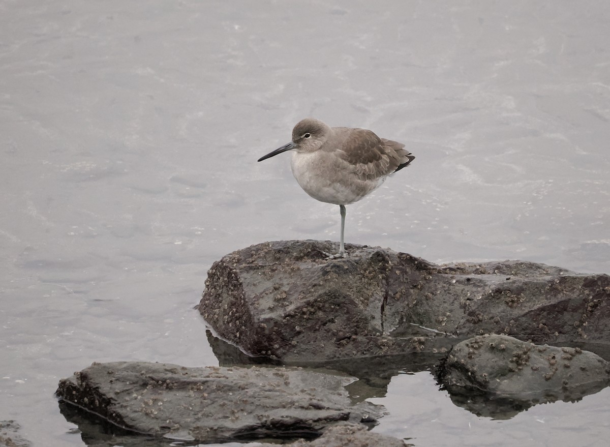 Chevalier semipalmé - ML646099778