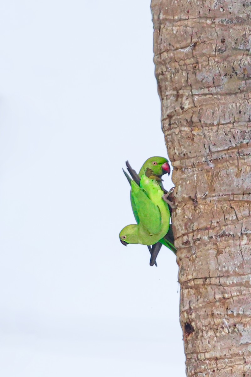 Perruche à collier - ML646099780