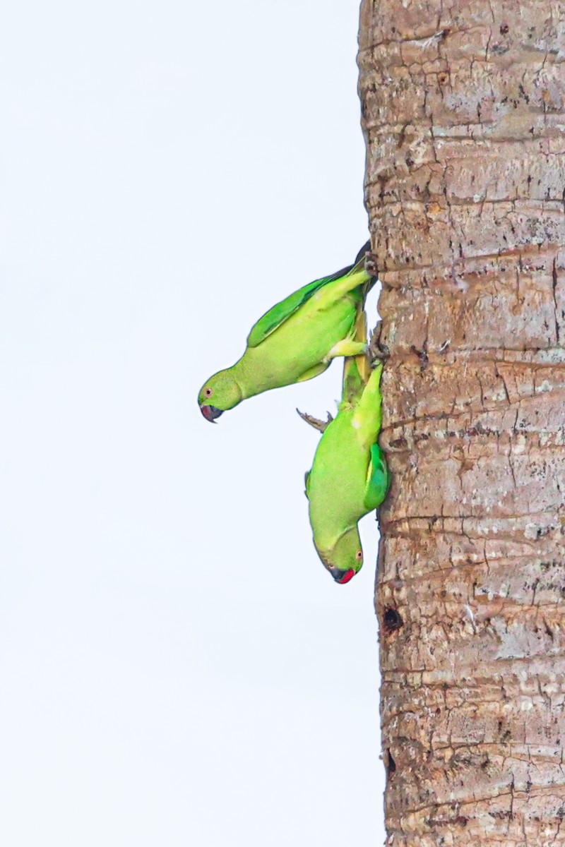 Perruche à collier - ML646099781