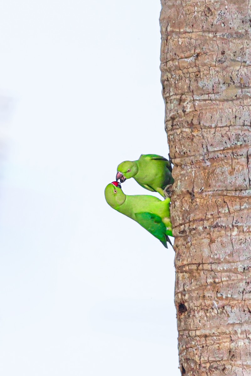 Perruche à collier - ML646099782