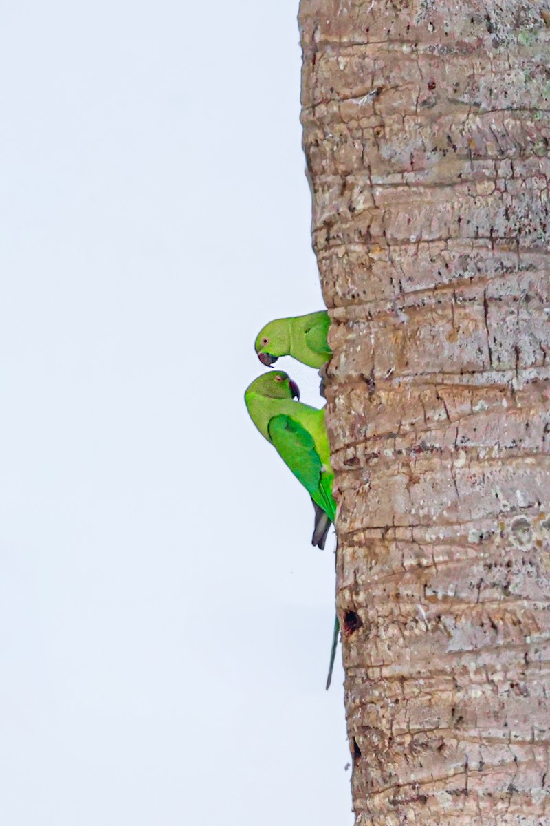 Perruche à collier - ML646099783