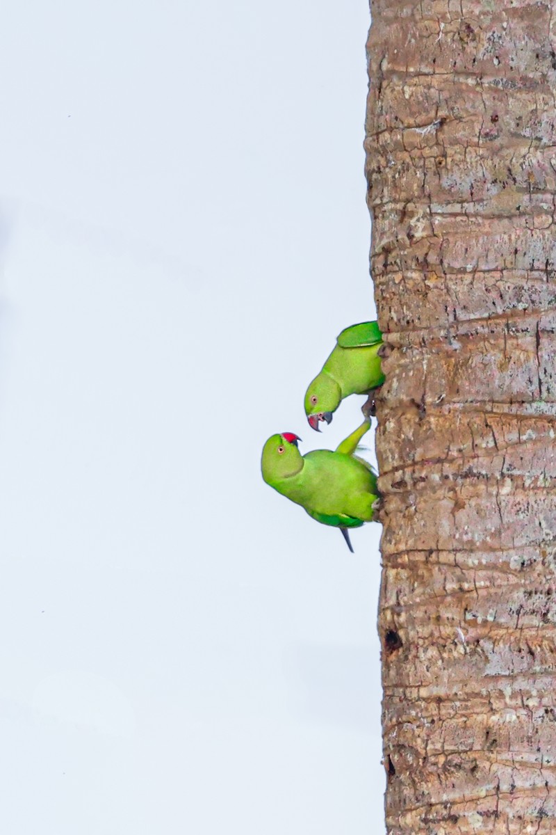 Perruche à collier - ML646099784