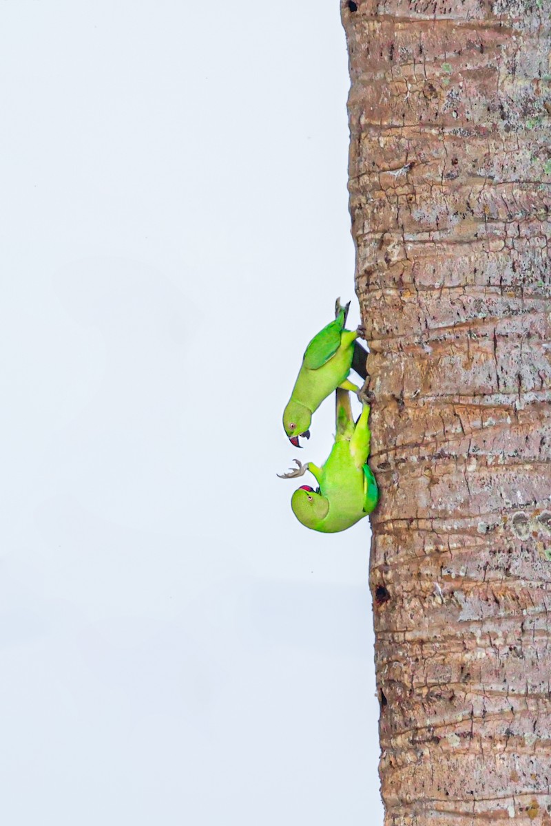 Halsbandsittich - ML646099785