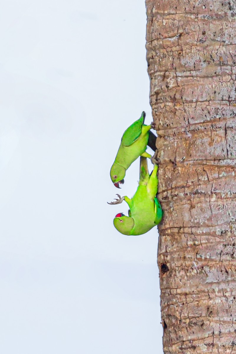 Perruche à collier - ML646099786