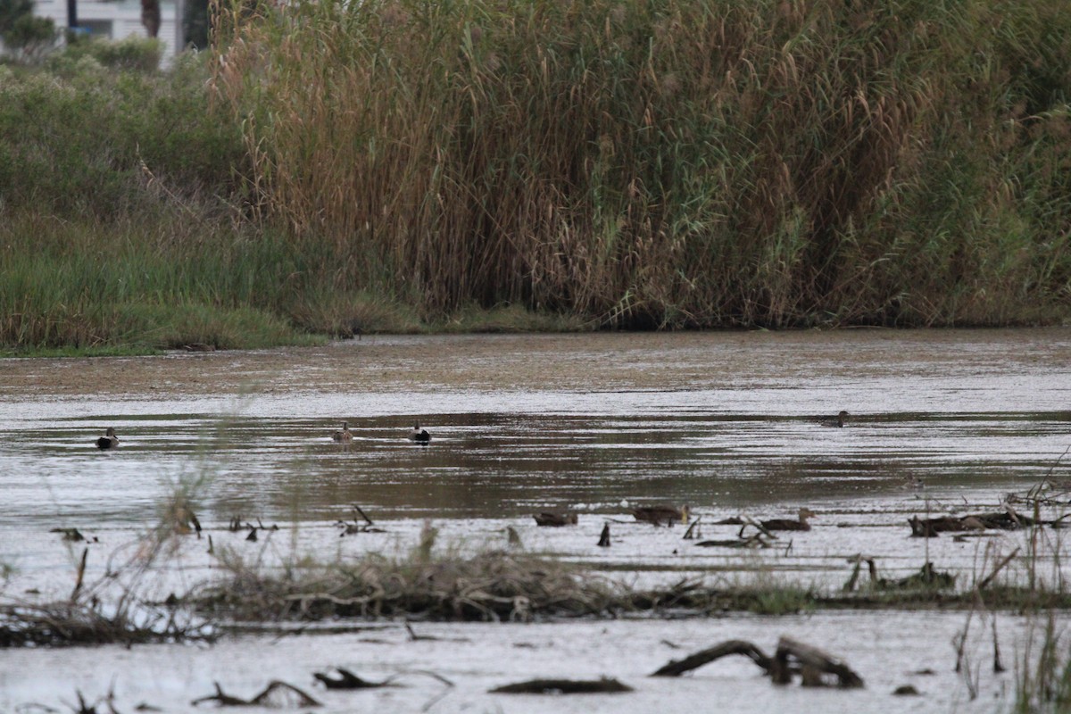 Grèbe à bec bigarré - ML646099790